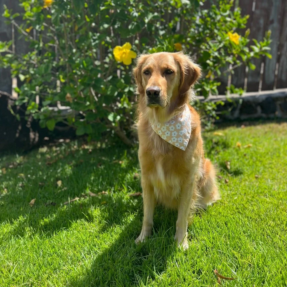 New, Dog Bandana in Daisy Print 100% Cotton Size Medium